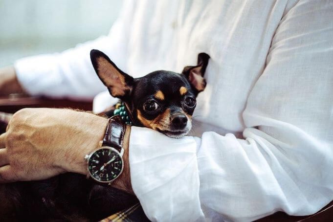 work-environment-pets